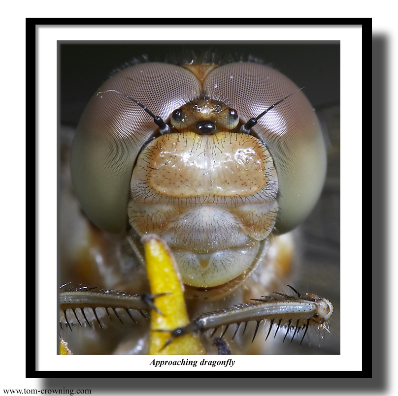 Approaching-dragonfly