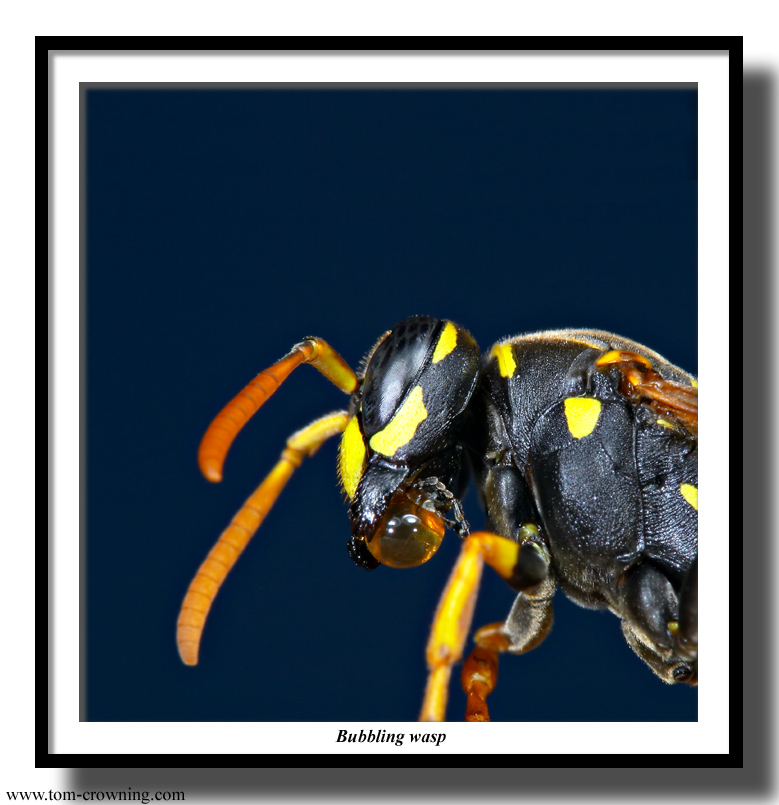 Bubbling-wasp