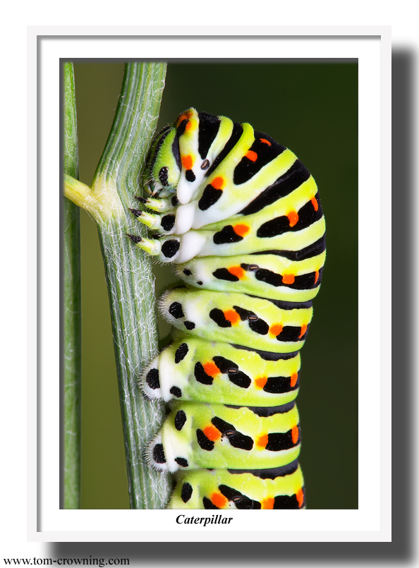 Caterpillar