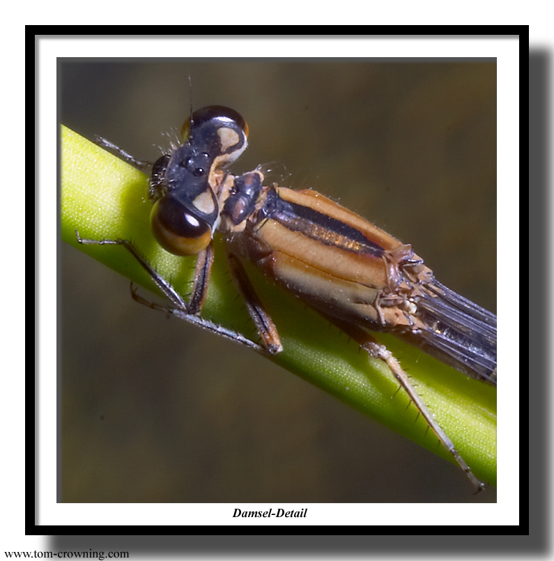 Damsel-Detail