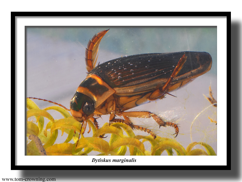 Dytiskus-marginalis