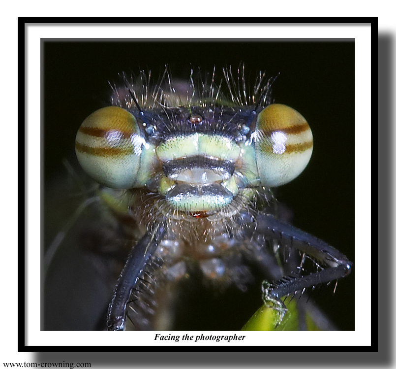 Facing-the-photographer