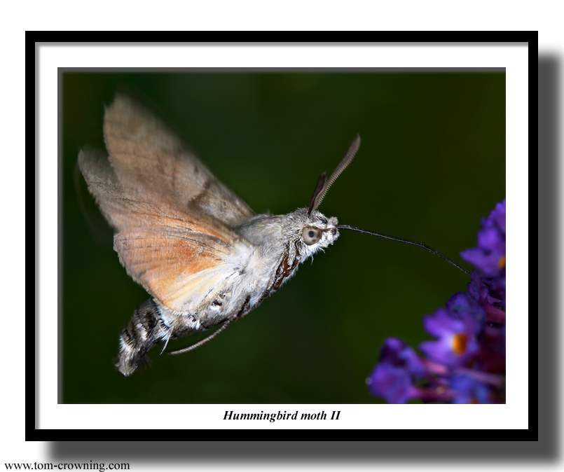 Hummingbird-moth-II