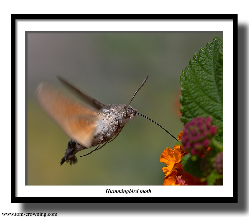 Hummingbird-moth