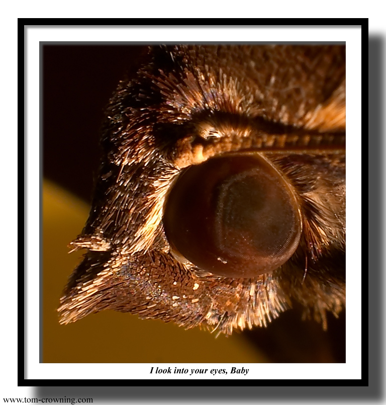 I-look-into-your-eyes-Baby