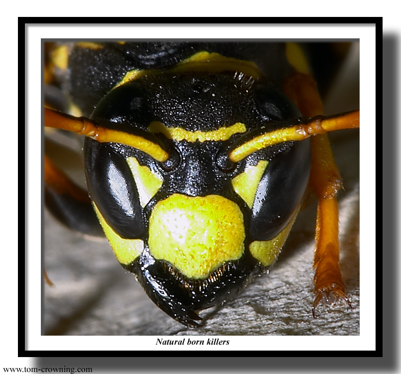 Natural-born-killers