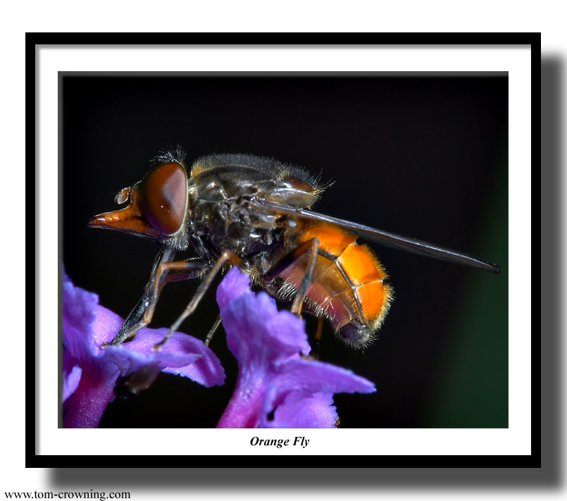 Orange-Fly