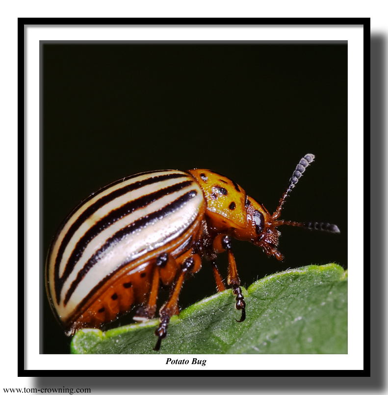 Potato-Bug