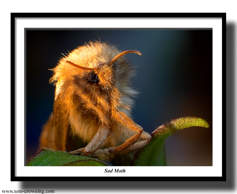Sad-Moth