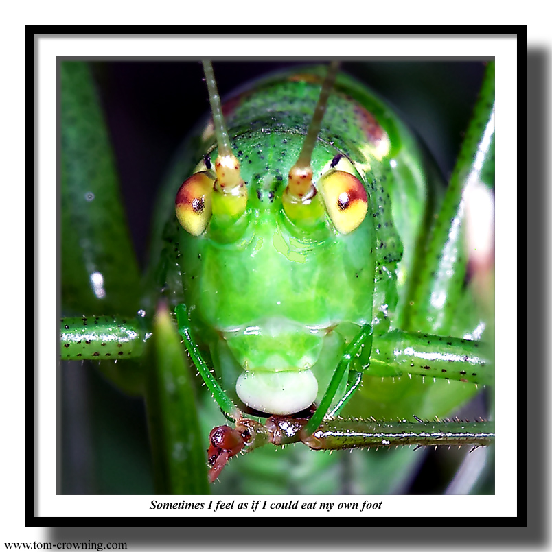 Sometimes-I-feel-as-if-I-could-eat-my-own-foot