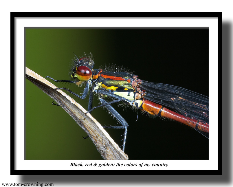 The-colors-of-my-country
