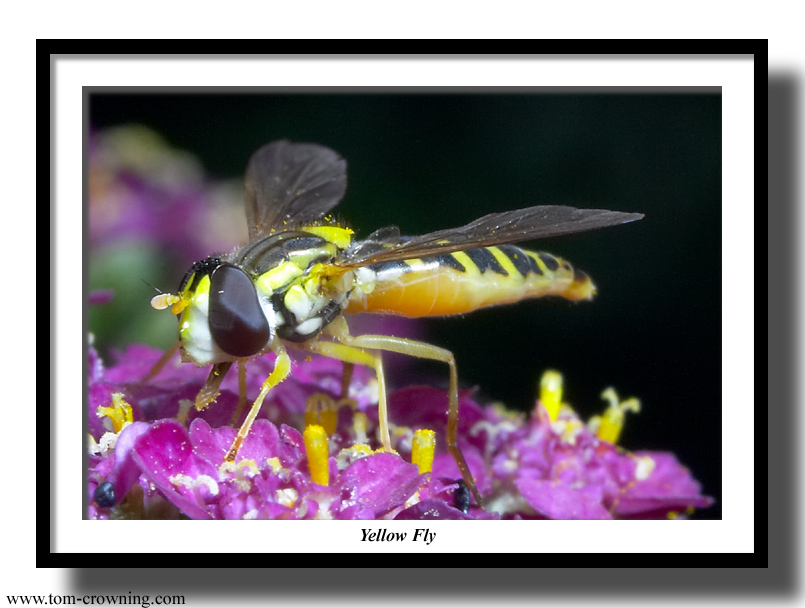 Yellow-Fly